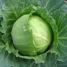 we have fresh cabbage for sale at an affordable price if interest