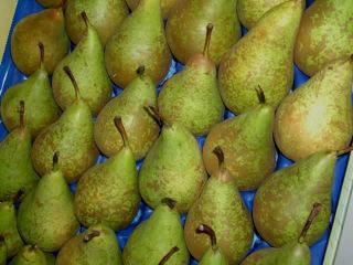 we have a fresh pear for sale at an