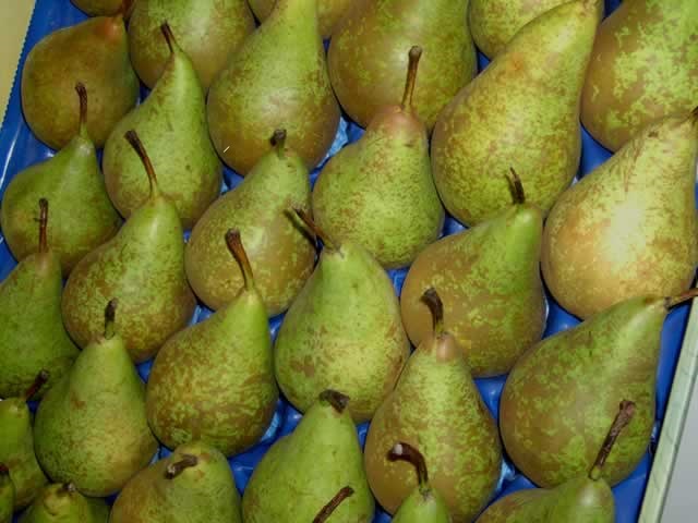 we have a fresh pear for sale at an affordable price contact if interest