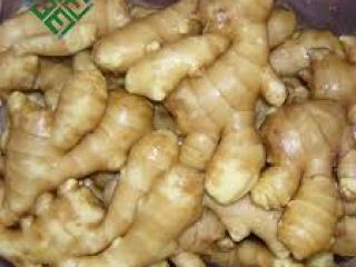 we have fresh ginger for sale at an affordable