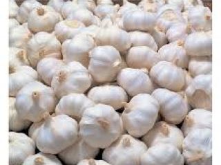 we have fresh garlic for sale at an affordable