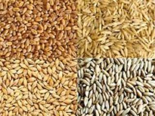 we have barley for sale at an affordable price