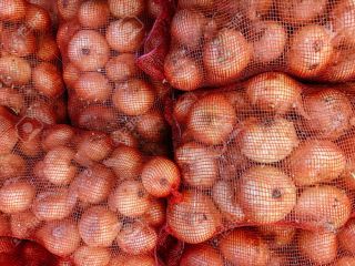 we have fresh harvest of red and yellow onions