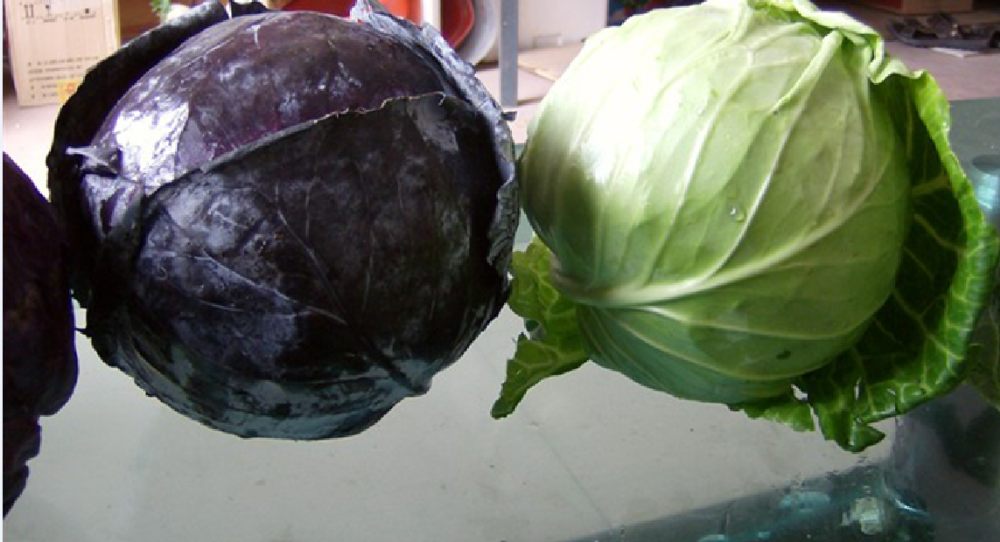 Green Cabbage Purple Cabbage With Good Quality for sale 2019 fresh flat cabbage
