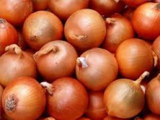 we have fresh onions from the Netherlands available for