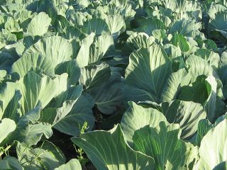 we have fresh cabbage from the Netherlands available for