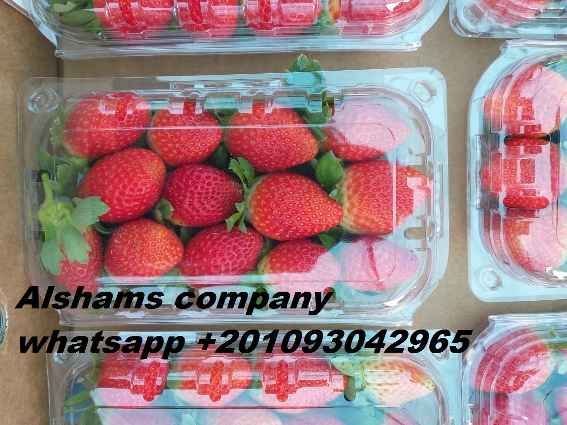 ( Alshams company for general import and export ) We would like to offer our fresh strawberry Origin: Egypt strawberry Specification:- • Shipping : by air only