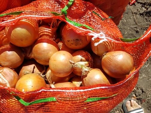 I will sell onions for export, harvest 2019