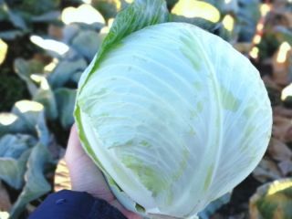 I will sell cabbage for export, harvest 2019. We