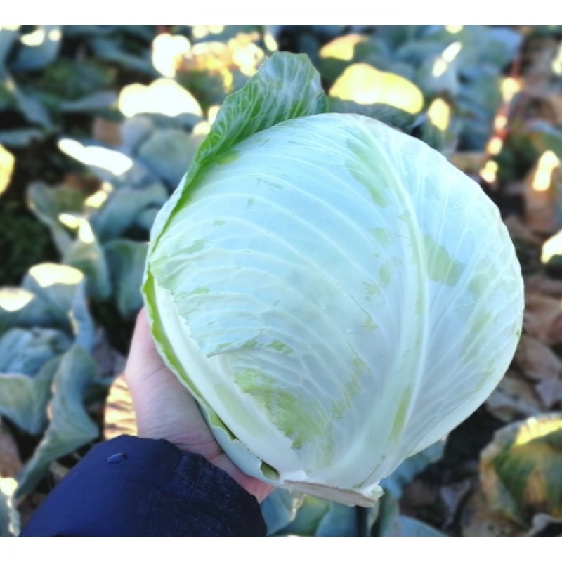 I will sell cabbage for export, harvest 2019