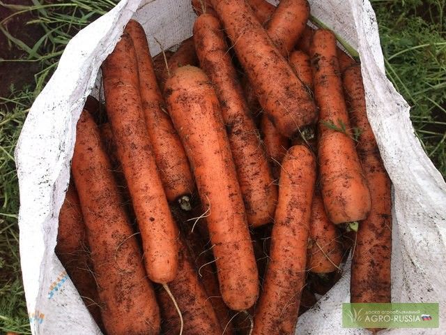 I will sell carrots for export, harvest 2019