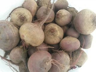 I will sell beets for export, harvest 2019. We
