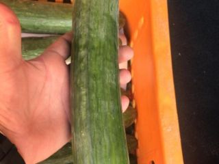 LONG CUCUMBER – caliber 12-14 – Packaging : carton