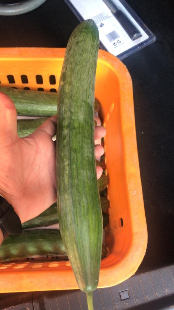 LONG CUCUMBER – caliber 12-14 – Packaging : carton box 5 KG