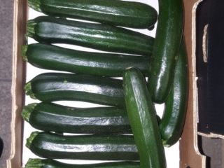 ZUCCHINI/ COURGETTE – caliber 14-21cm / 21-30cm – Packaging: