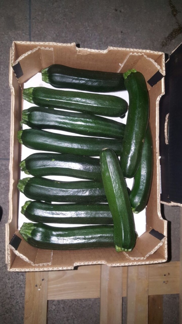 ZUCCHINI/ COURGETTE – caliber 14-21cm / 21-30cm – Packaging: carton box 5KG