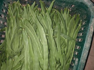 FLAT GREEN BEANS HELDA EXTRAFINE / FINE / MEDIUM