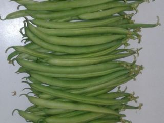 ROUND GREEN BEANS BOBBY SALAMANCA – cardboard / wood