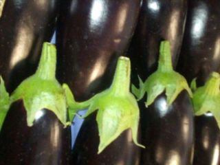 LONG EGGPLANTS / LONG EGGPLANTS FLOW PACK – carton