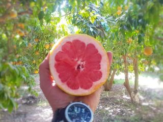 GRAPEFRUIT STAR RUBY - kaliber 1/2/3/4/5 - karton 15