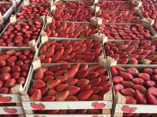 STRAWBERRIES – in box of 2 kg in bulk