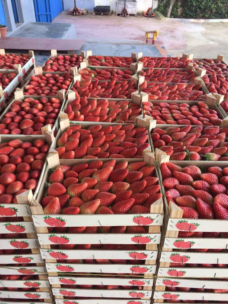 STRAWBERRIES – in box of 2 kg in bulk - origin Morocco STRAWBERRIES – in box of 10*250g / 8*250g - origin Morocco