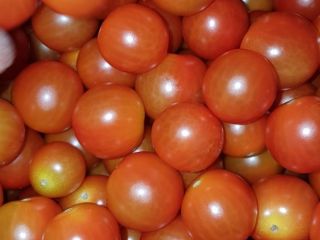 CHERRY TOMATO / BABY PLUM TOMATO – caliber 20/25-to-30/33mm