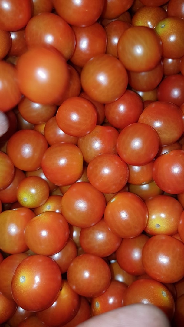 CHERRY TOMATO / BABY PLUM TOMATO – caliber 20/25-to-30/33mm - carton 12*250g - origin Morocco