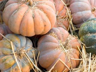 PUMPKIN MUSCAT – caliber 7kg+, carton/wood box of 500kg