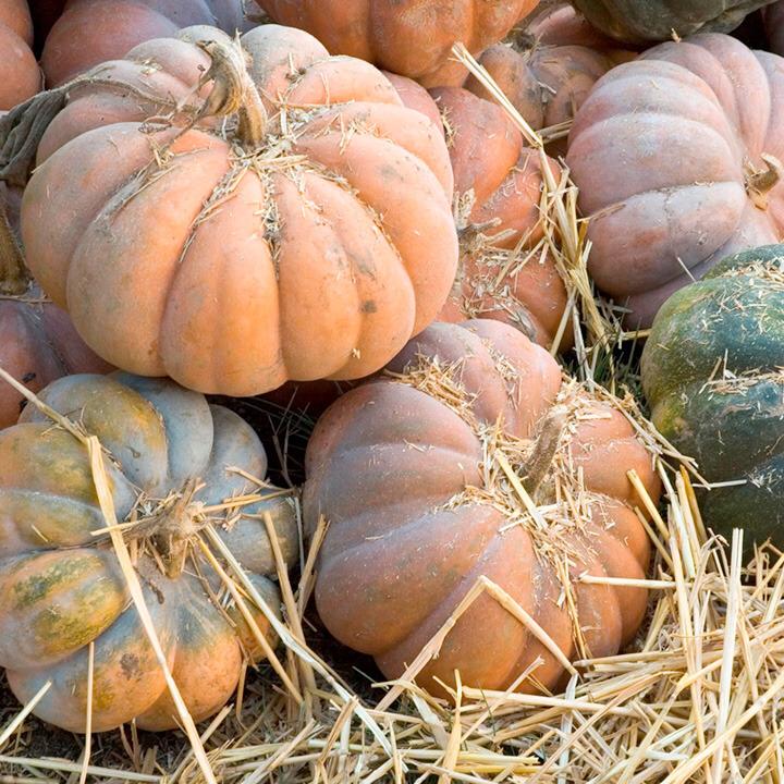 PUMPKIN MUSCAT – caliber 7kg+, carton/wood box of 500kg - origin Morocco