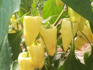 WHITE CORN PEPPER – caliber 40-60…50-70…70-90 – carton box