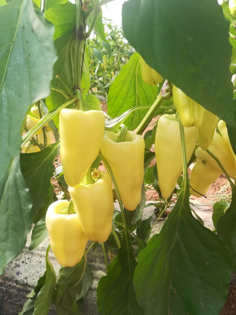 WHITE CORN PEPPER – caliber 40-60…50-70…70-90 – carton box 5 KG - origin Morocco