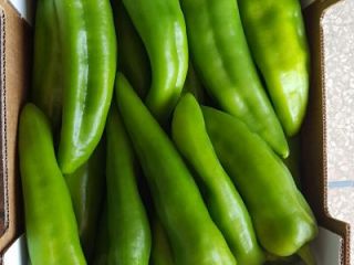 ITALIAN GREEN PEPPER – caliber 40-60…50-70…70-90 – carton box