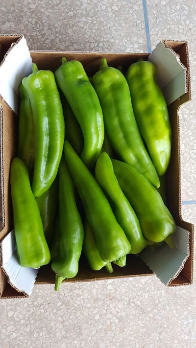 ITALIAN GREEN PEPPER – caliber 40-60…50-70…70-90 – carton box 5 KG - origin Morocco