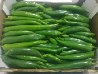 RED / GREEN HOT PEPPER(CHILI) –without caliber – carton
