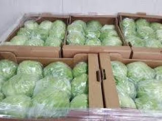 ICEBERG LETTUCE – 10 pieces, carton box 5kg -