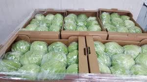 ICEBERG LETTUCE – 10 pieces, carton box 5kg - origin Spain