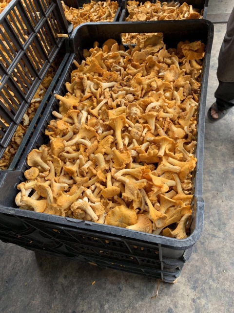 Hello, I looking cooperations with someone who want to buying fresh mushrooms in season 2020r