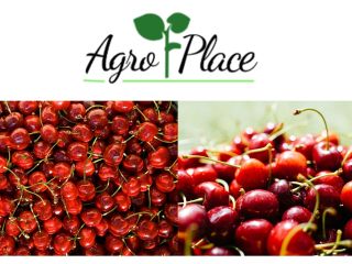 We offer: Cherries. with a good affordable price. For