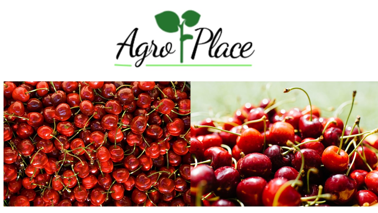 We offer: Cherries