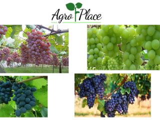 We offer: Green Grapes, moldova Grapes, Red Grapes and