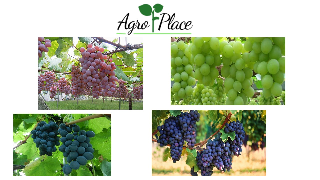 We offer: Green Grapes, moldova Grapes, Red Grapes and Merlot Grapes