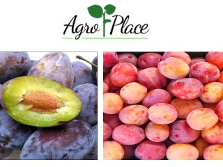 We offer: Plums. with a good affordable price. For