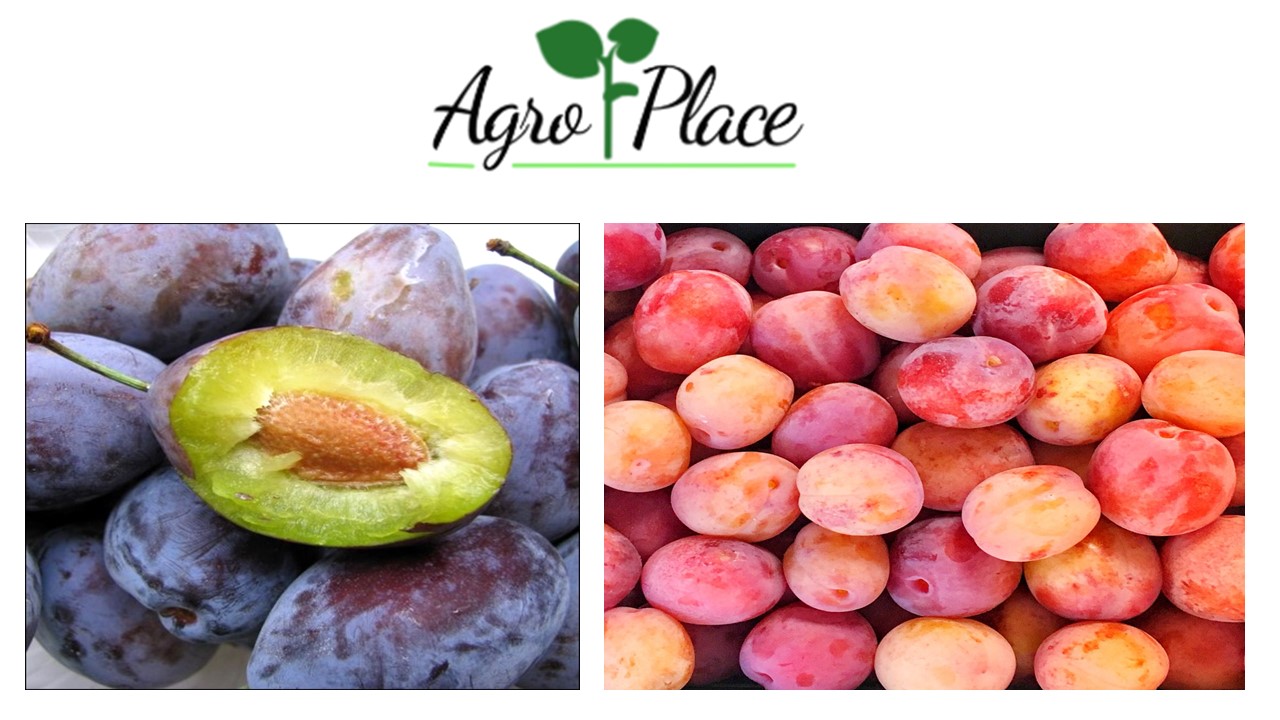 We offer: Plums