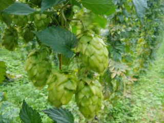 I am selling a hop cone