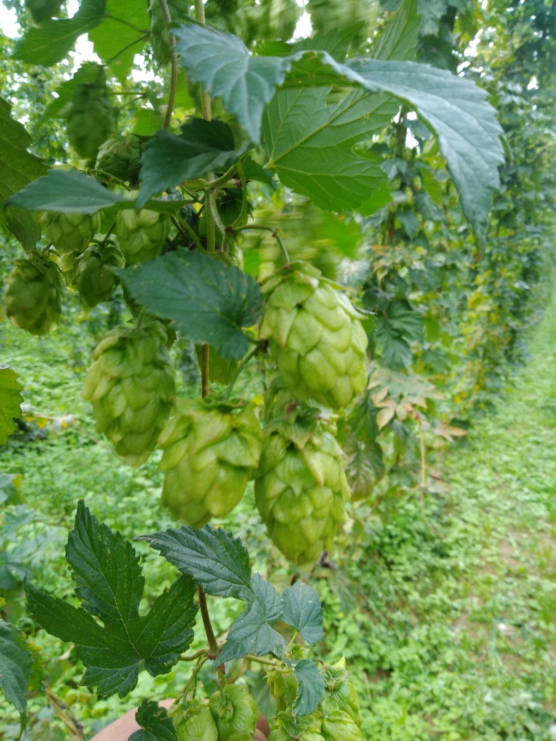 I am selling a hop cone