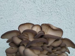 Producer of fresh mushroom Oyster mushroom Ordinary Cultivated offers: