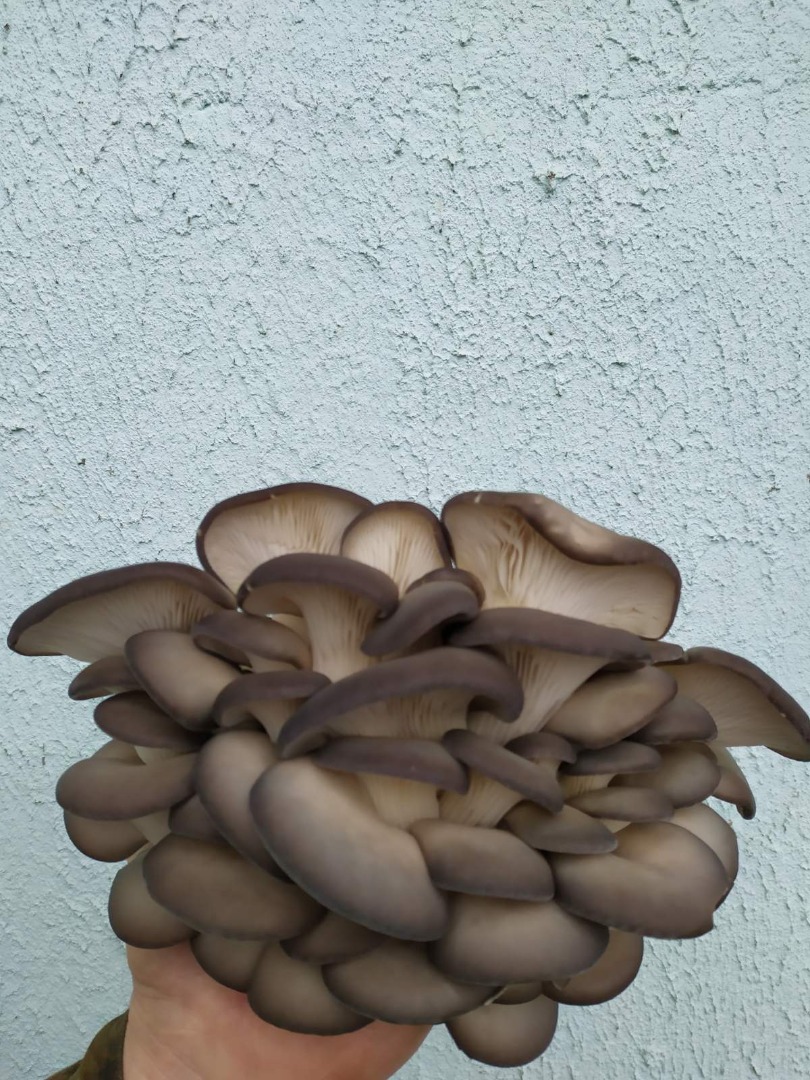 Producer of fresh mushroom Oyster mushroom Ordinary Cultivated offers: 1) Substrate blocks