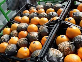 Elbadr export company sells oranges of the Valencia variety