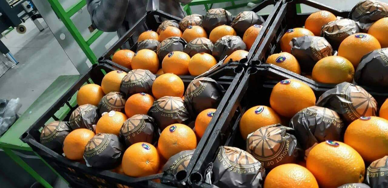 Elbadr export company sells oranges of the Valencia variety 24 tons, packed in a 15 kg carton or plastic box